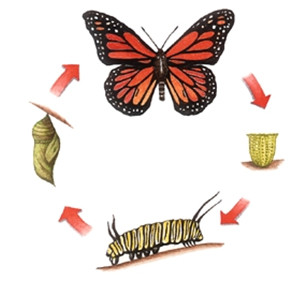 Figure 14 : Développement holométabole d’un Lépidoptère © Larousse