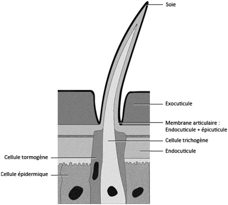  Figure 16 : Schéma d'une soie pleine