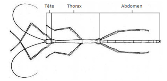 Tagmatisation d'un Insecte (lemondedesphasmes.free.fr)