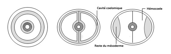 Formation de l'hémocoele