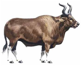 Figure 17 : Dessin représentant un aurochs © acoeuretacris.a.c.pic.centerblog.net