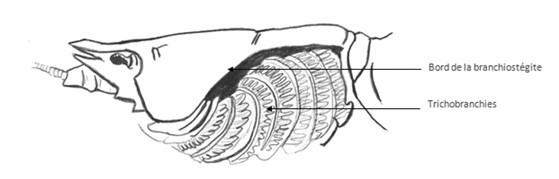 Mise en évidence des branchies