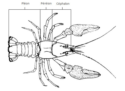 Tagmatisation d'un Crustacé Décapode (d'aprés Arrignon modifié)