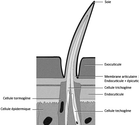 Figure 17 : Schéma d'une soie sensorielle (sensille)