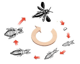 Figure 12 : Développement étérométabole néométabole / remétabole d'un Thysanoptère © entomoLOGIC