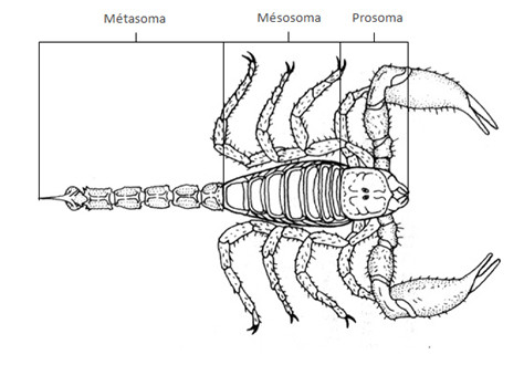 Tagmatisation d'un scorpion (d'aprés Calow et Olive modifié)