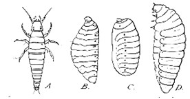 Figure 15 : Hypermétamorphose chez Sitaris (Meloidae) A : triogulin ; B : larve secondaire ; C : hypnothèque ; D : Stade III. © Paulian