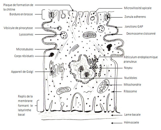 Dessin d'observation d'une cellule épithéliale (d'aprés Beaumont André et Cassier Pierre modifié)