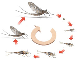 Figure 13 : Développement d'un Ephéméroptère © entomoLOGIC