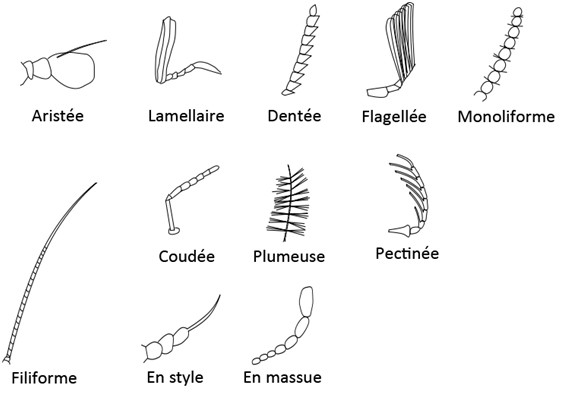 Figure 31 : Différentes formes d'antennes