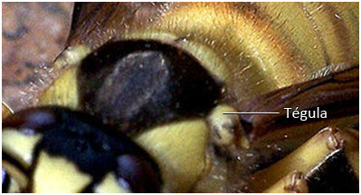Figure 38 : Zoom sur les tégulas d'une espèce de frelon