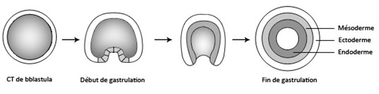 La gastrulation