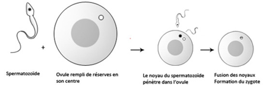 Formation du zygote