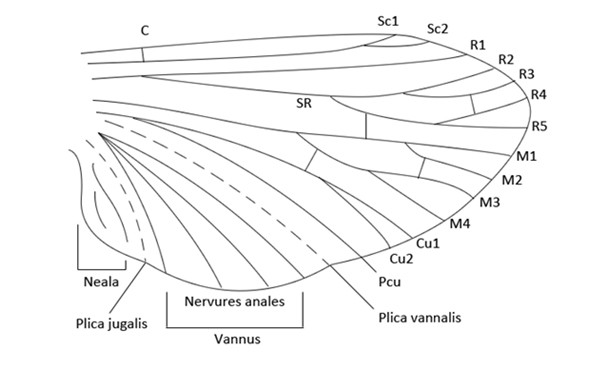 Figure 37 : Schéma d'une aile type