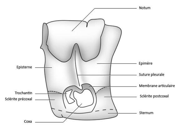 Figure 35 : Schéma type d’une pleure