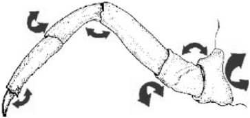 Figure 8 : Articulation des pattes © Antoine Morin et Jon Houseman