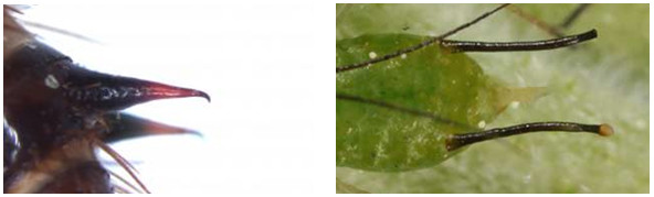 Figure 41 : Urogomphes d’une larve de Dermestes sp. (www.ensam.inra.fr) à gauche et cornicules de puceron à droite (entomofaune.qc.ca)