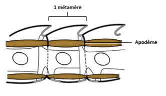 Coupe longitudinale d'un Arthropode