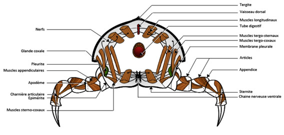 Un métamère d'Arthropode