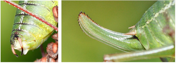 Figure 40 : Cerque d'une sauterelle mâle à gauche et oviscapte d'une sauterelle femelle à droite (photo : lejardindelucie.blogspot.fr)