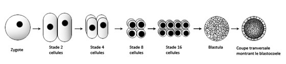 Formation de la blastula