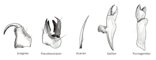 Morphologie de diverses chélicères