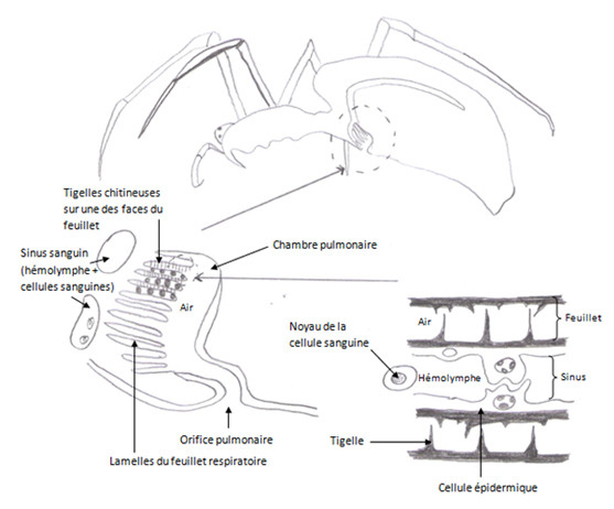 Poumons des arachnides