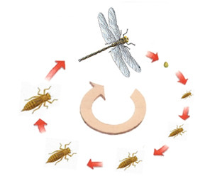 Figure 10 : Développement hétérométabole hémimétabole d'un Odonatoptère © entomoLOGIC