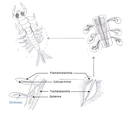 trachéobranchie des larves d'éphémère
