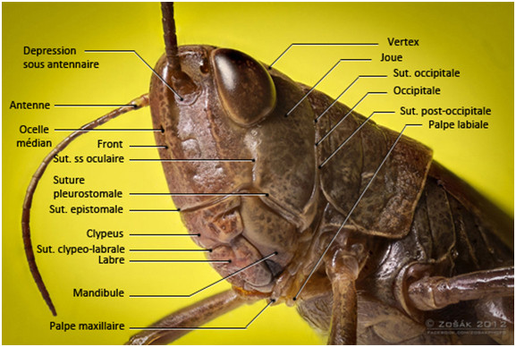  Figure 25 : Photo d'une tête d'Orthoptère Acridien montrant les sutures et régions crâniennes © entomoLOGIC (photo : http://www.deviantart.com) 