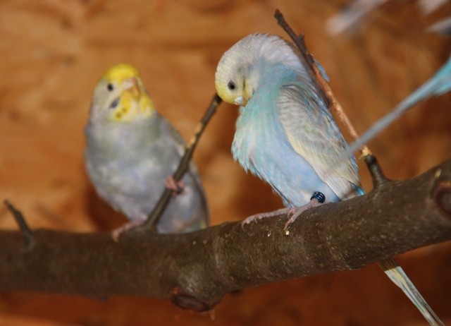 Pearl und Angel im neuen Schutzhaus