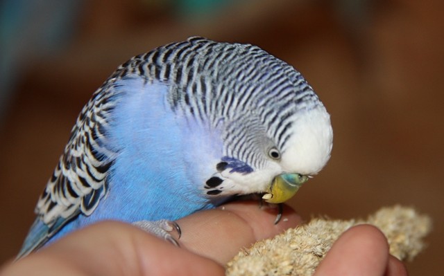 Blue auf der Hand