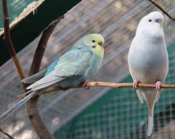 Bella und Cloud Jänner 2013