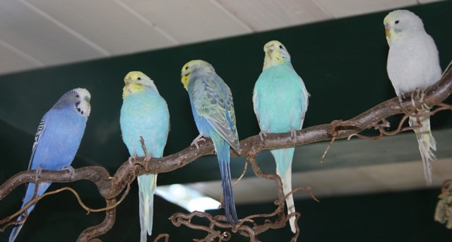 Blue, Mia, Otto, Lola und Earl