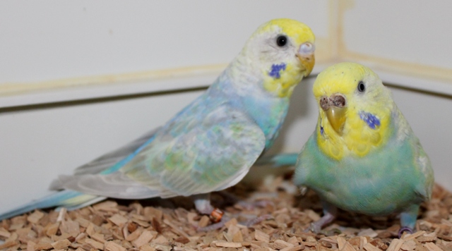 Luise und Thelma im Quarantänekäfig