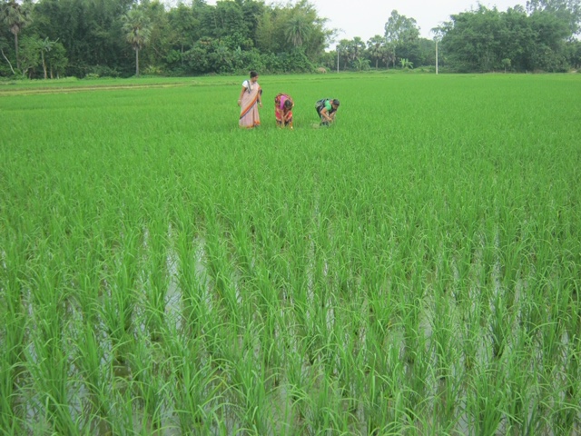 Des formateurs sur le terrain visitent la parcelle de réplication de riz paddy