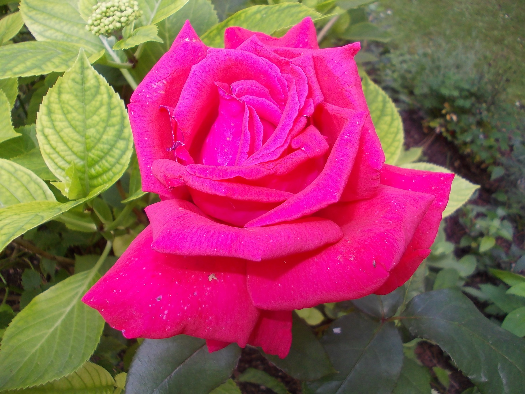 Nur die Blumen sind die schönen. - susannebechsteins jimdo page!