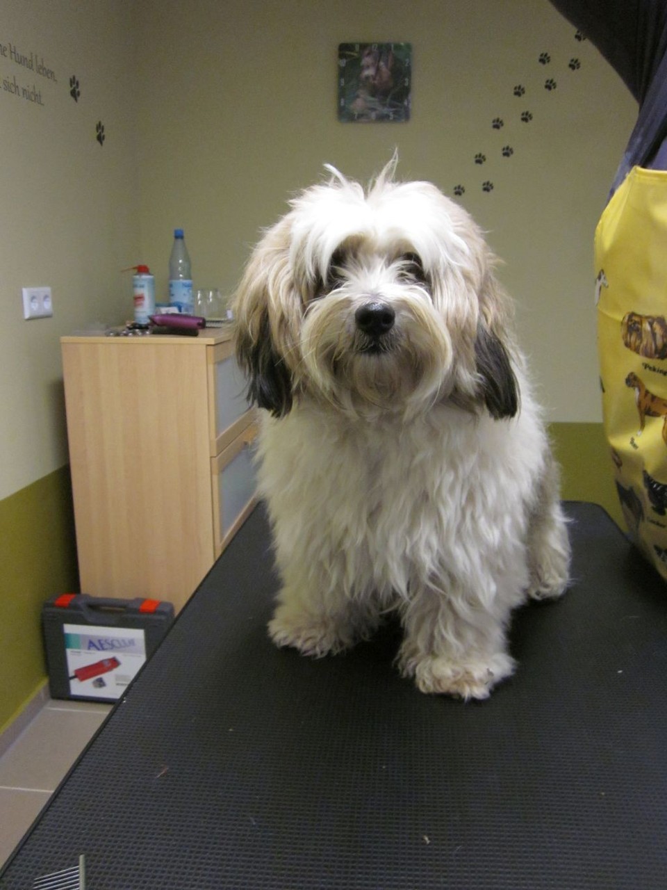 Jimmy, Shih Tzu-Malteser-Mischlings-Rüde - vorher