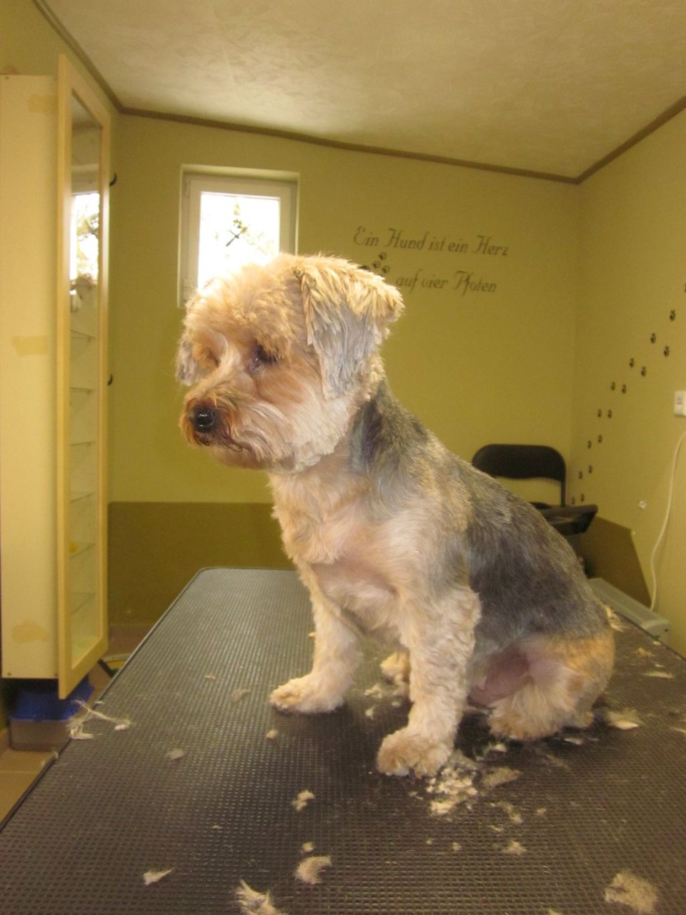 Lady, Yorkie-Mischlings-Hündin - nachher
