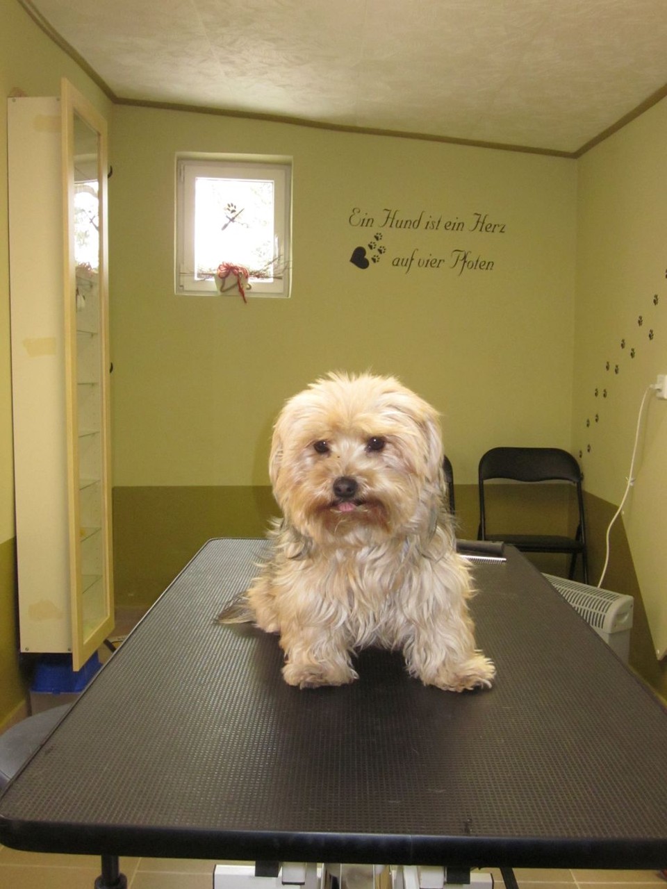 Coco, Yorkie-Mischlings-Hündin - vorher