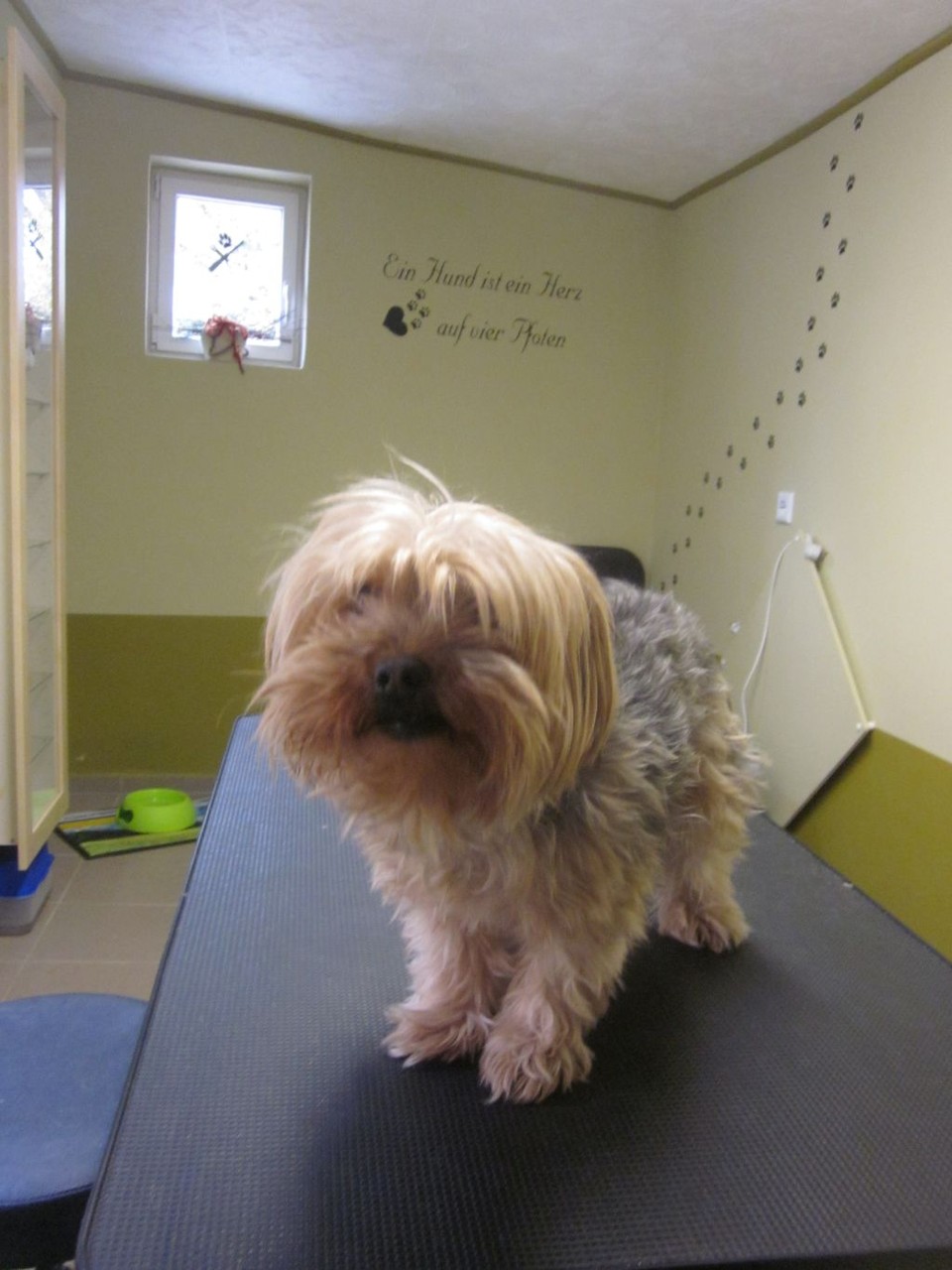Robby, Yorkie-Mischlings-Rüde - vorher