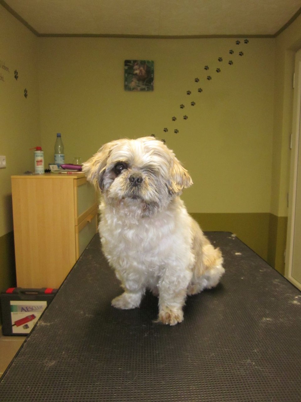 Jerry, Shih Tzu-Rüde - nachher