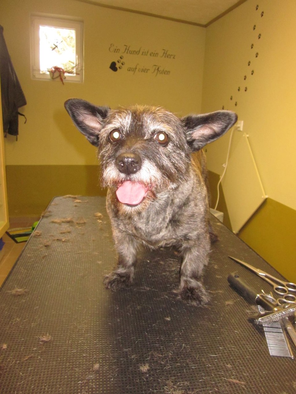 Phobe, Terrier-Mischlings-Hündin - nachher