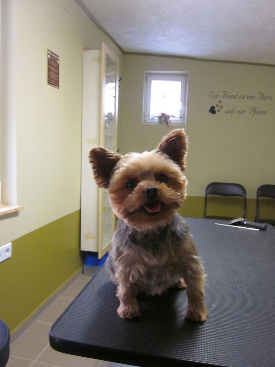 Cleo, Yorkie-Hündin - nachher