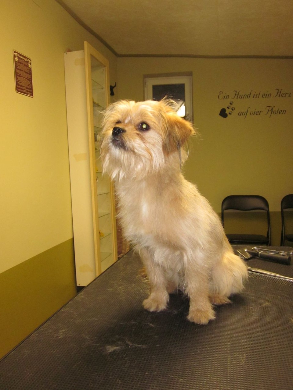Leo, Yorkie-Mischlings-Rüde- nachher