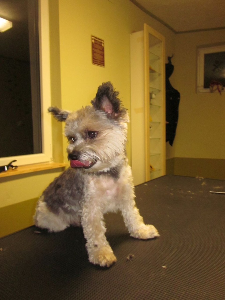 Nikey, Biewer-Yorkie-Rüde - nachher