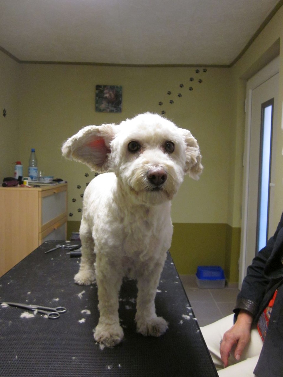 Gina, Tibet-Terrier-Mischlings-Hündin - nachher