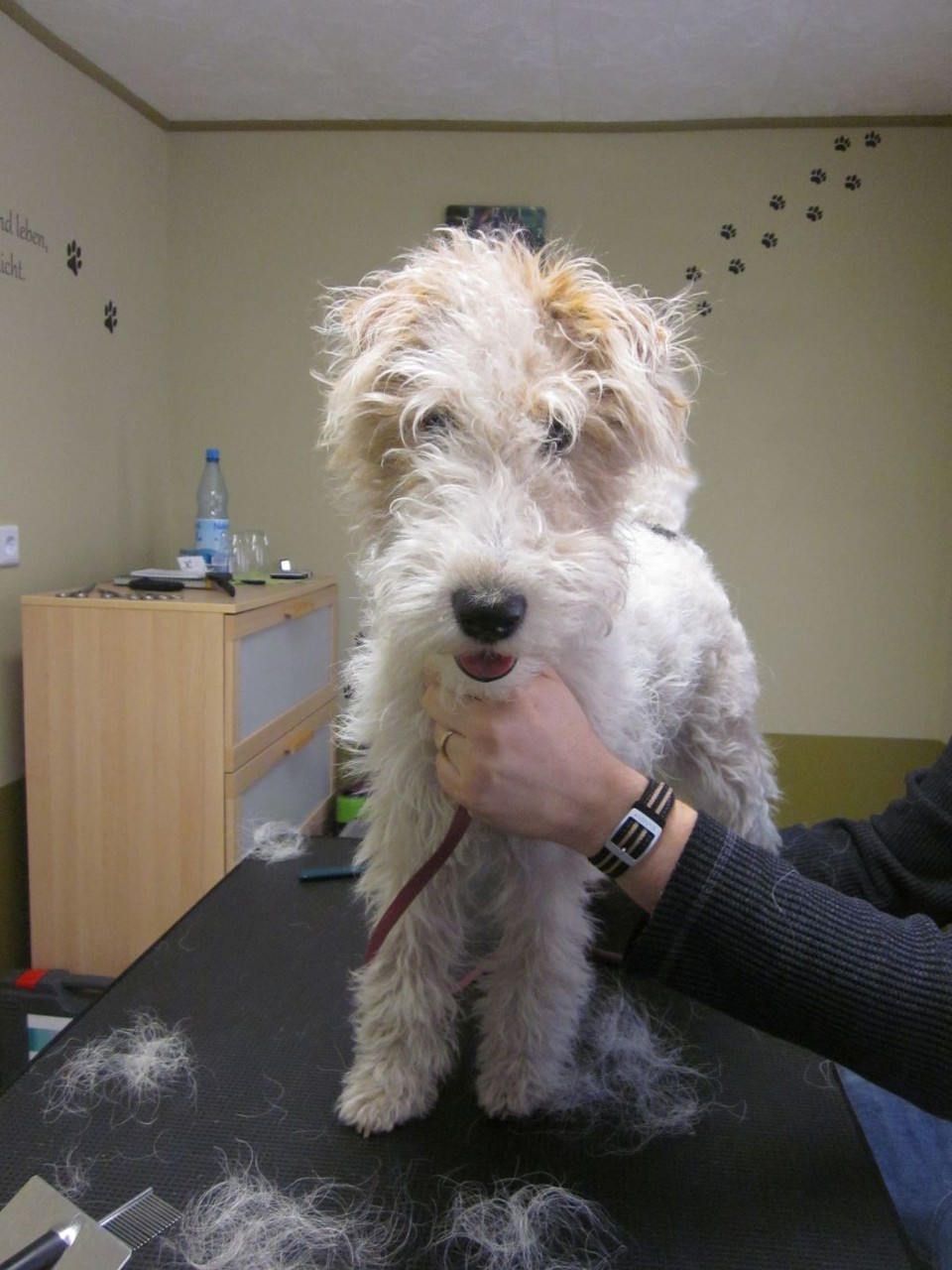 Trixie, Foxterrier-Hündin - vorher