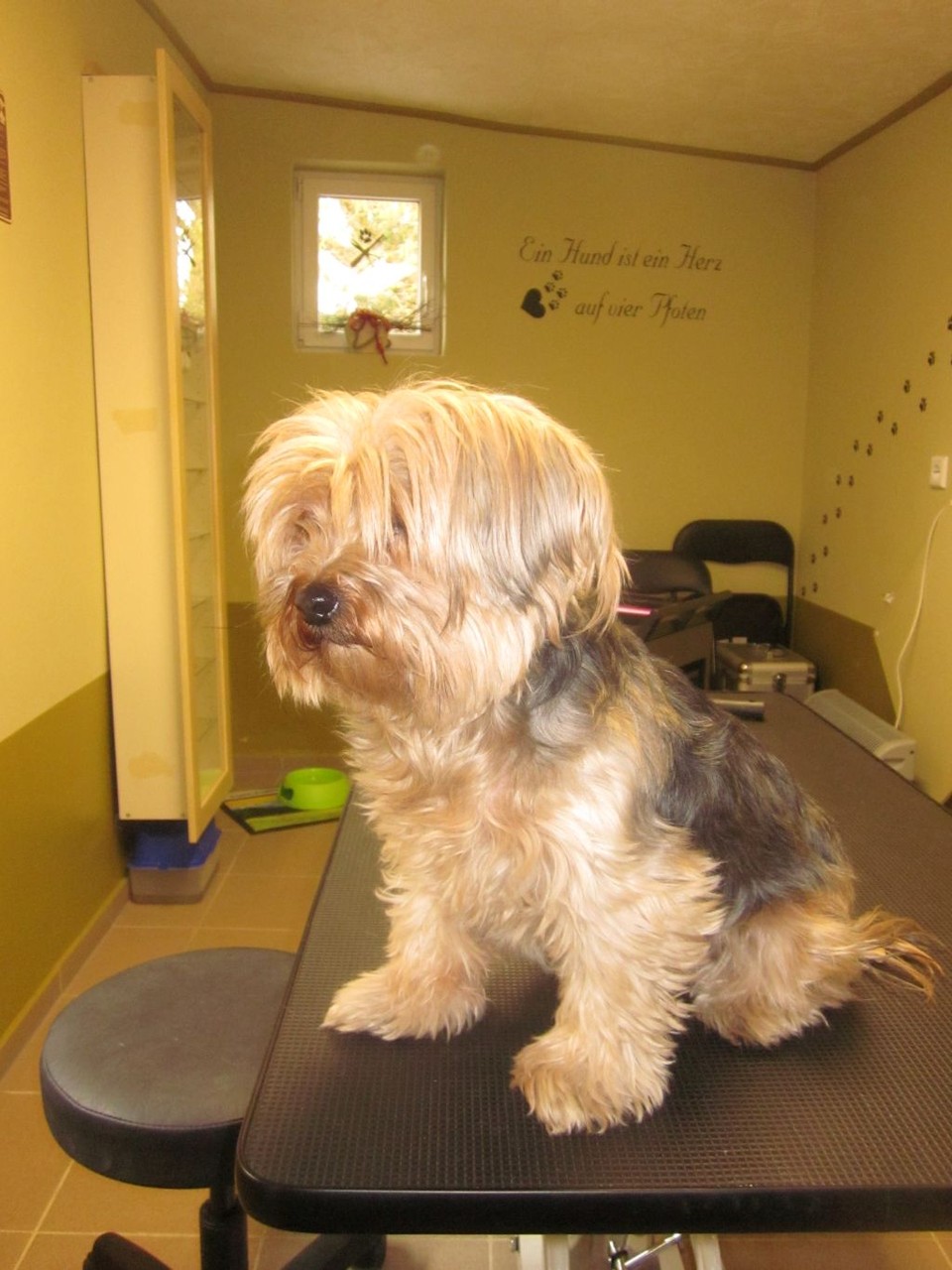 Lady, Yorkie-Mischlings-Hündin - vorher