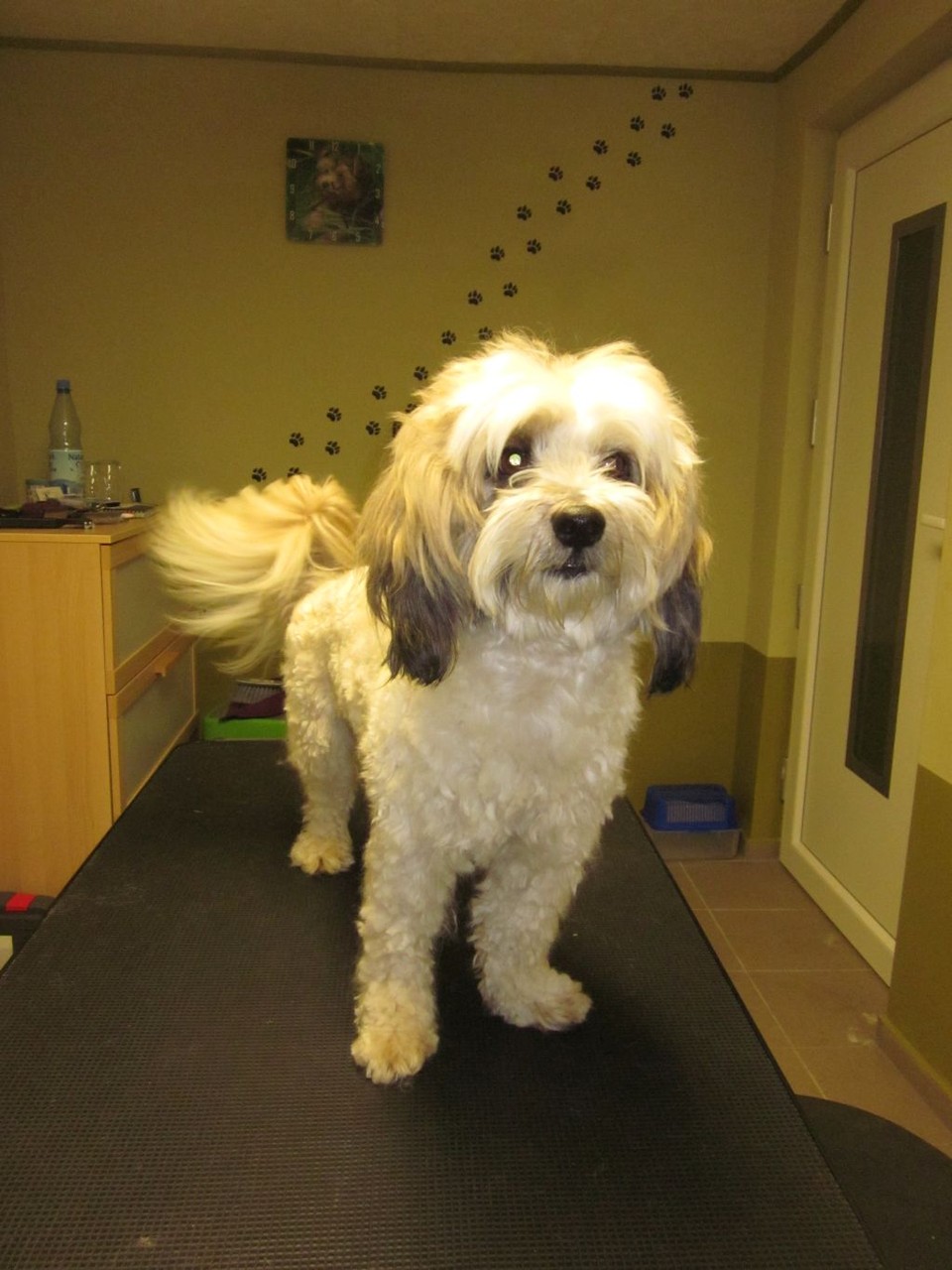 Jimmy, Shih Tzu-Malteser-Mischlings-Rüde - nachher